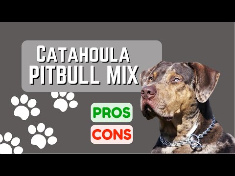 Catahoula Leopard Dog Pitbull Mix: What Is It? Pros and Cons!