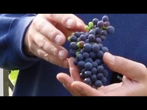 Wino z własnych winogron cz.1