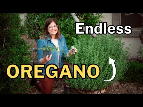 OREGANO GROWING GUIDE: From Transplant to Endless Harvest