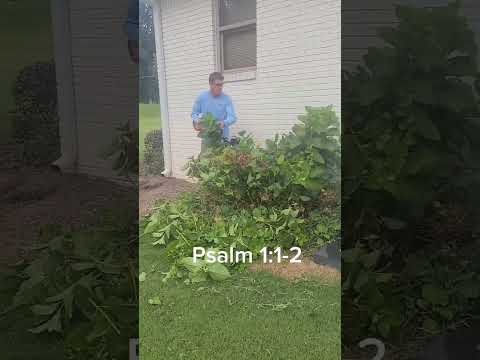 Hedge Trimming Psalm 1