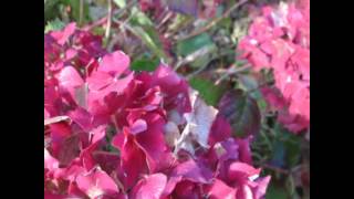 " I'll Never Smile Again"    Anne Shelton