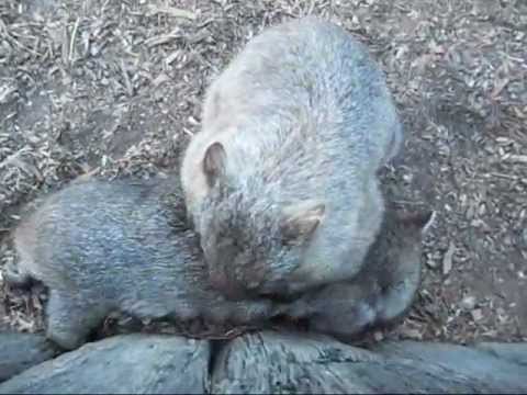 Wombats Farting: It just happens