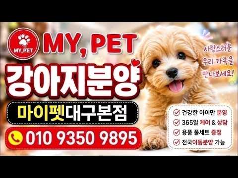 마이펫 강아지분양 힐링❤️전국어디든분양가능❤️라이브 실시간 상담…