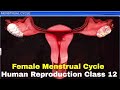 CBSE Class 12 Biology, Human Reproduction – 3, Menstrual Cycle