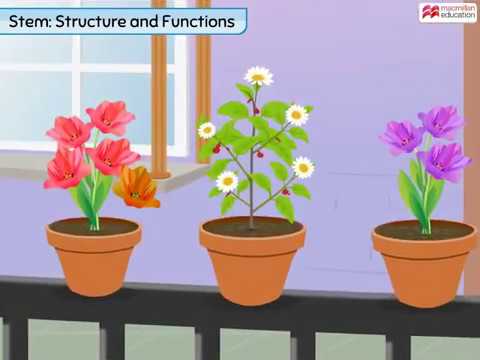 YouTube video about: Which is not a function of the stem in plants?