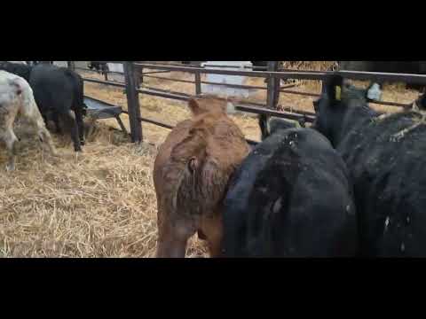 16 Quality Autumn born Runners for sale - Image 2