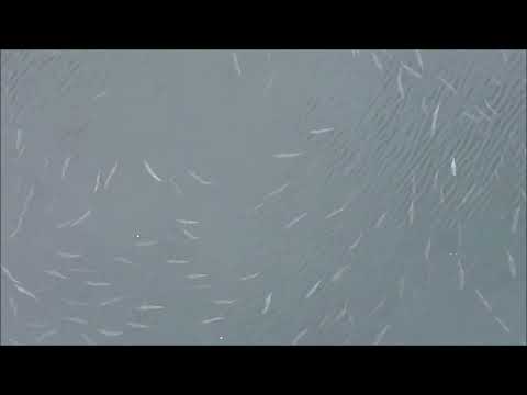 Smith river salmon are they still here Oct 12th 2025