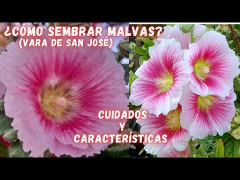 , title : 'Como REPRODUCIR las MALVAS | Cuidados De Las Malvas  | VARA de SAN JOSE | How to Produce hollyhock'