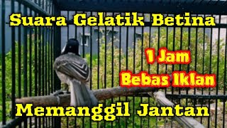 Download lagu Suara gelatik batu betina memanggil jantan || Ampuh untuk memancing bunyi gelatik batu mp3 Download lagu Suara gelatik batu betina memanggil jantan || Ampuh untuk memancing bunyi gelatik batu mp3
