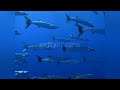 All The Stock Footage Used In Pirates Treasure From Little Einsteins READ THE DESCRIPTION