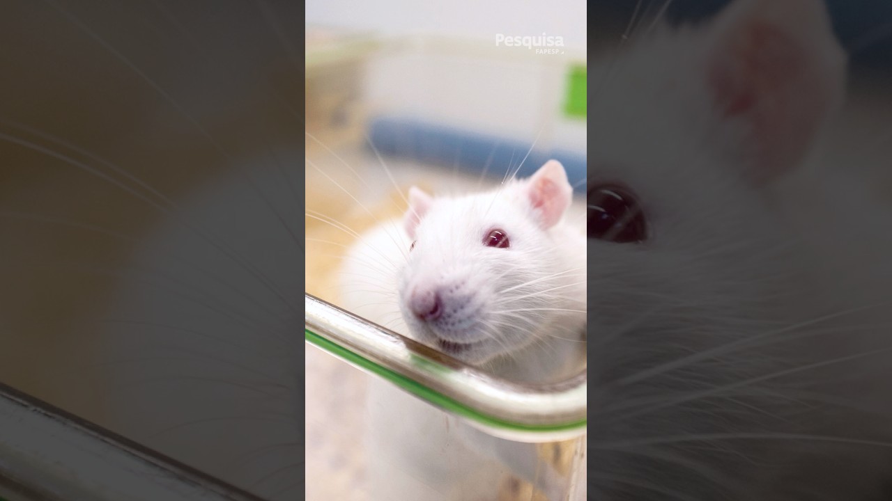 Vídeo novo no domingo: Ciência do bem-estar animal #teaser #mice #shorts #ciencia
