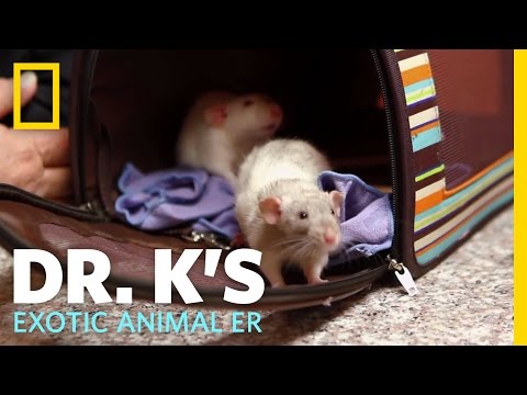 Oh Rats! | Dr. K's Exotic Animal ER