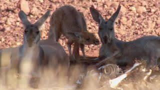 Download lagu Amazing Kangaroo Technique to Stay Cool | Planet Earth | BBC Earth mp3