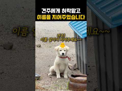 견주분께 작명을 허락받았습니다