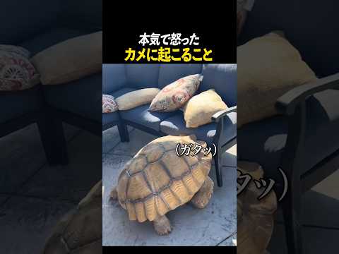 本気で怒ったカメに起こること