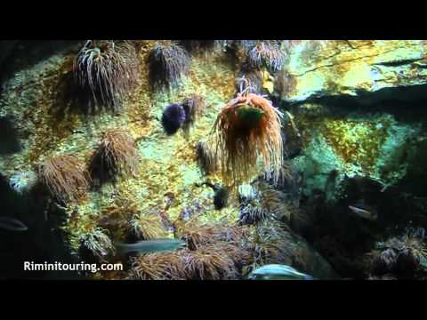 Cattolica Aquarium...