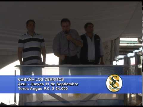 Los Cerritos - Venta Toros Angus P.C. - Azul - 11/09/2014
