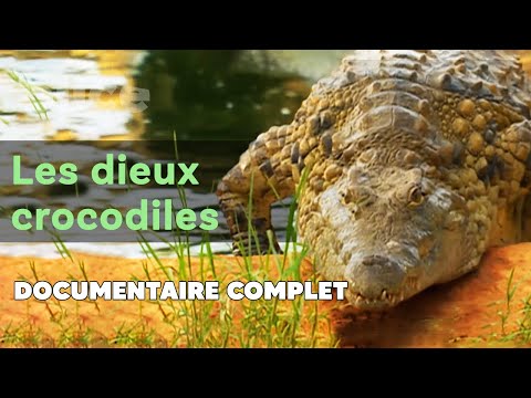 Ceux qui vivent avec les crocodiles | SLICE I Documentaire complet