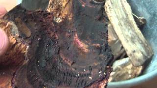 preview picture of video 'Gathering Fat Wood - Récolte de Bois Gras'