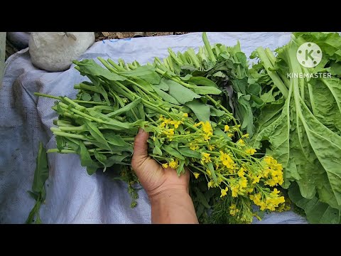 Tuaj tom teb tos kuv niam  de zaub mos2 os 5/1/2026