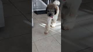 Video preview image #1 Bernese Mountain Dog-Poodle (Miniature) Mix Puppy For Sale in Valrico, FL, USA
