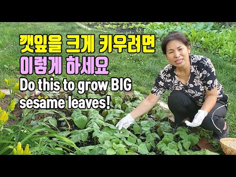 , title : '깻잎을 크게 키우려면 이렇게 하세요. Do this to grow BIG sesame leaves!'