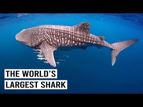 Exploring Giants Of Ningaloo Reef In Australia (4K Documentary)