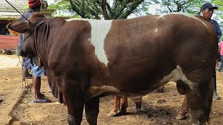 Download lagu 14 juta !! Marlboro Super Calon Monster !! Harga Ajor Sepi Pembeli !! Pasar Sapi Jatirogo  mp3