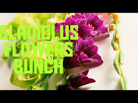 gladiolus flower how to draw easy  . tutorial video for biginner, #gladiolusflower#