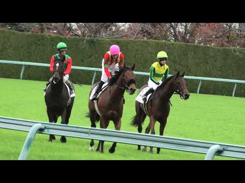 タッチウッドデビュー戦を６馬身差の圧勝！！