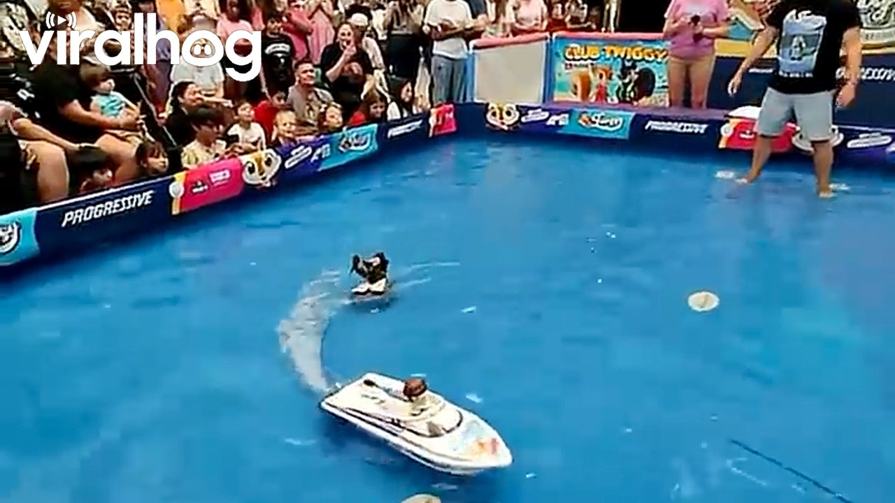 Water-Skiing Squirrel Jumps Into Crowd || ViralHog