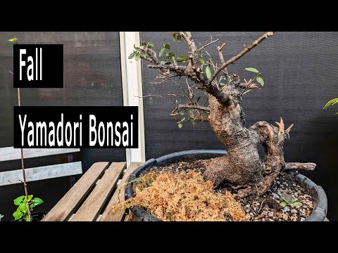 Bonsai for free, Fall Yamadori