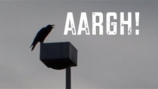 QUOTH THE RAVEN, AARGH! - [Living in Alaska 48]