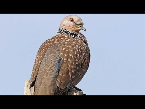 Spotted dove Spilopelia chinensis call
