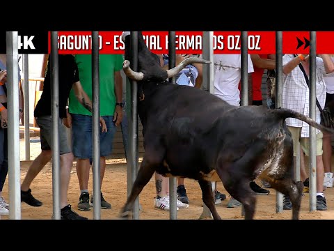 4K ▪ SAGUNTO ▪ Especial HERMANOS OZCOZ