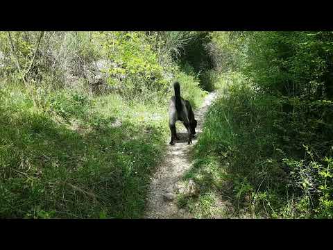 Ca de Bestiar Samson explores an unfamiliar path in the forest