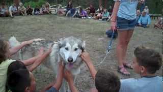 preview picture of video 'Mountain Park Environmental Center Mission Wolf  Visits July 2012'