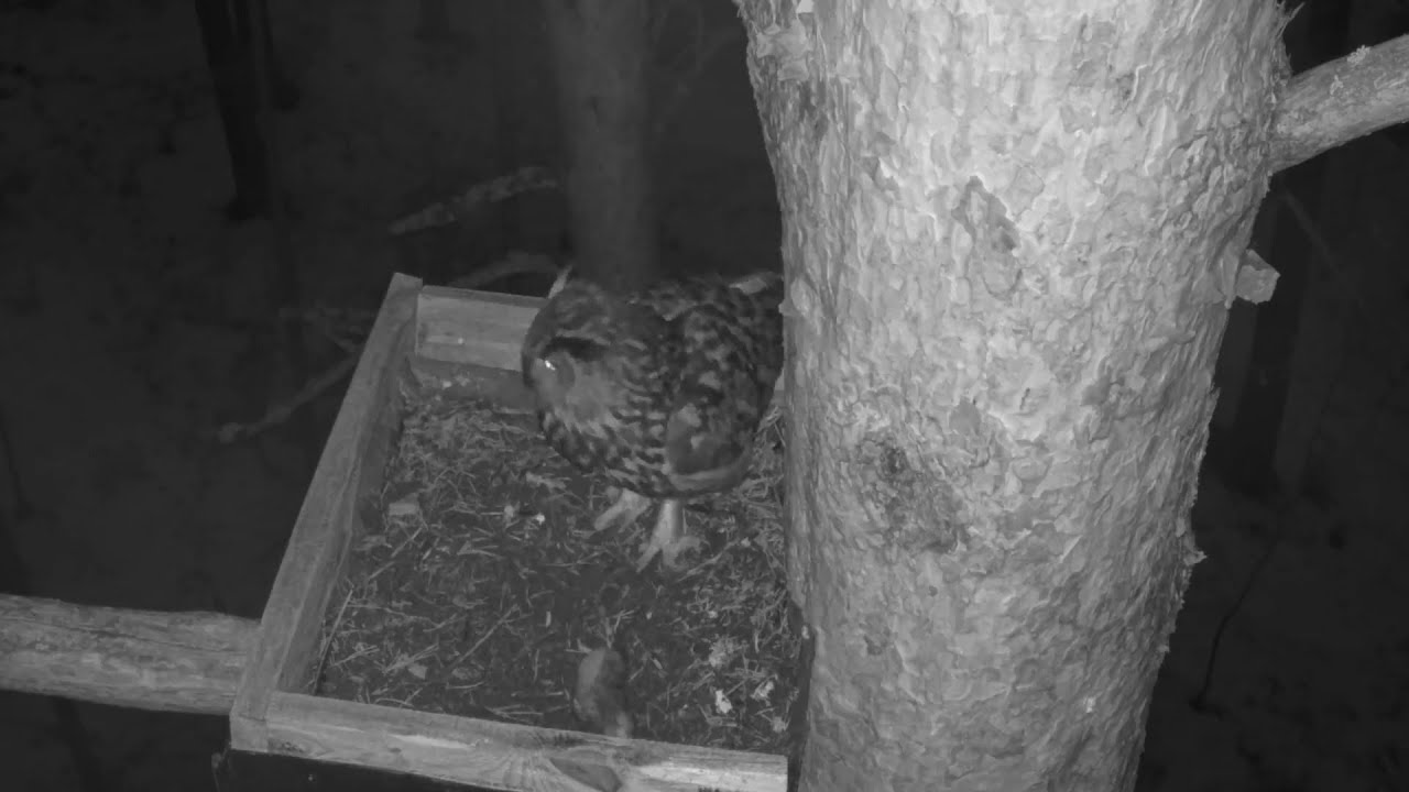 Live webcam view of Eurasian Eagle-Owl Nest Cam