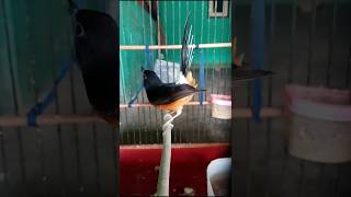 Download lagu Suara dan kretekan murai betina bikin trotolan cepat buka paruh#suaradankretekanmurai#Shorts mp3