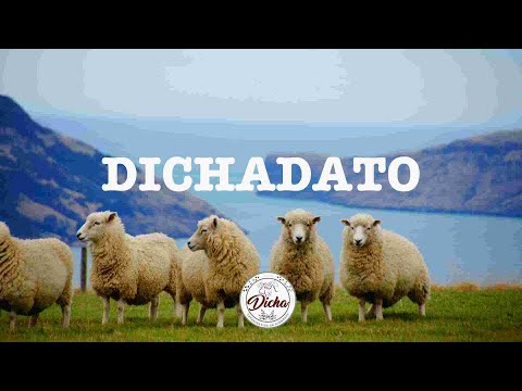 DichaDato Sobre el Estómago de nuestros Ovinos