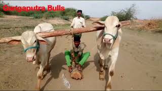 preview picture of video 'Ongol bulls training'