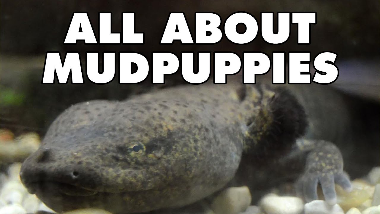 Is a mud puppy a vertebrate?