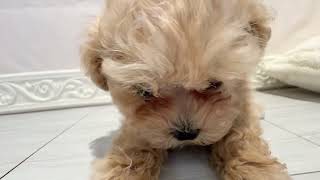 ハーフ犬の動画01