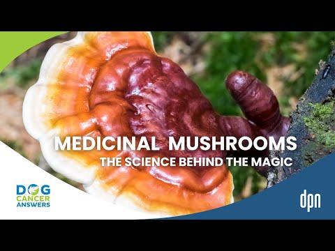 The Science Behind the Magic: Medicinal Mushrooms for Dogs | Dr. Robert Silver