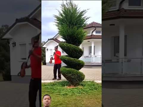 How to trim and shape pine trees beautifully