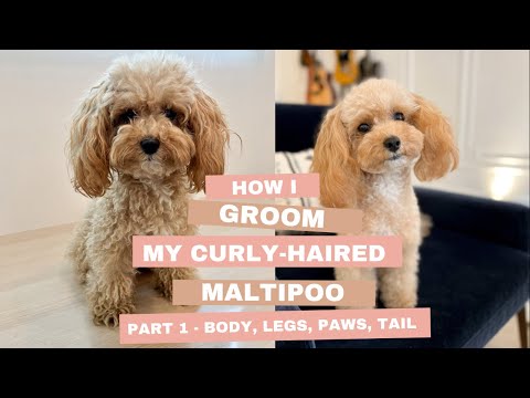 How I groom my curly haired maltipoo part 1 - paws, body, legs, tail #maltipoo #groomingmaltipoo