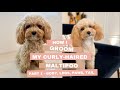 How I Groom My Curly Haired Maltipoo Part 1 Paws Body Legs Tail Maltipoo Groomingmaltipoo