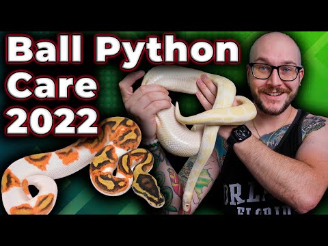 Ball Python Complete Care Guide 2022 | The RIGHT WAY and What Has Changed!