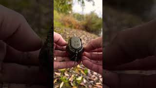 Method Feeder Best for Fishing in the spring #hobby #carp #fish #carpfish #nature #method #feeder