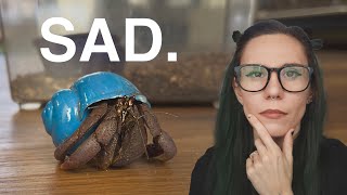 Most NEGLECTED PET .. STOP IMPULSE BUYING THESE! Everything you know about hermit crabs is WRONG!!